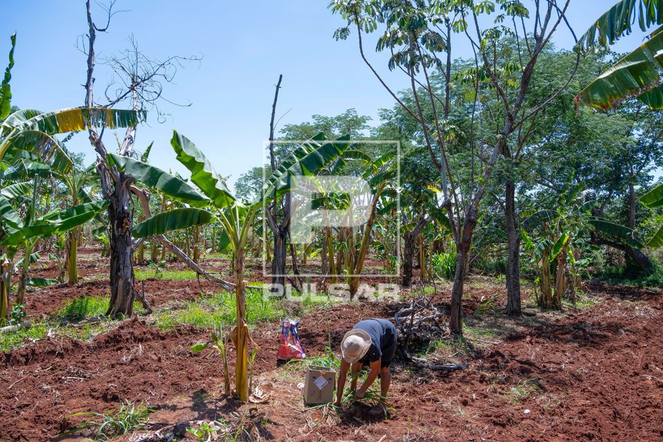 Agricultora assentada plantando no sistema agroflorestal - Assentamento Sepé Tiaraju