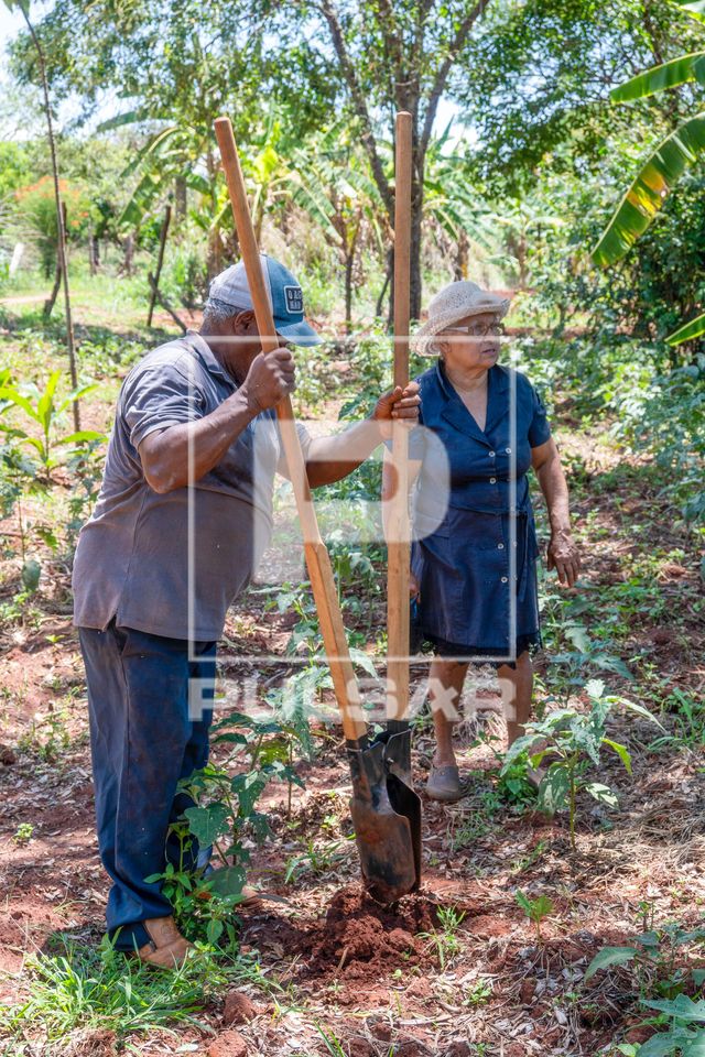 Agricultor assentado usando cavadeira no plantio no sistema agroflorestal - Assentamento Sepé Tiaraju