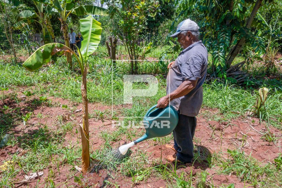 Agricultor assentado regando plantação no sistema agroflorestal - Assentamento Sepé Tiaraju