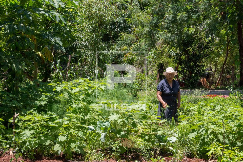Agricultora assentada na plantação no sistema agroflorestal - Assentamento Sepé Tiaraju