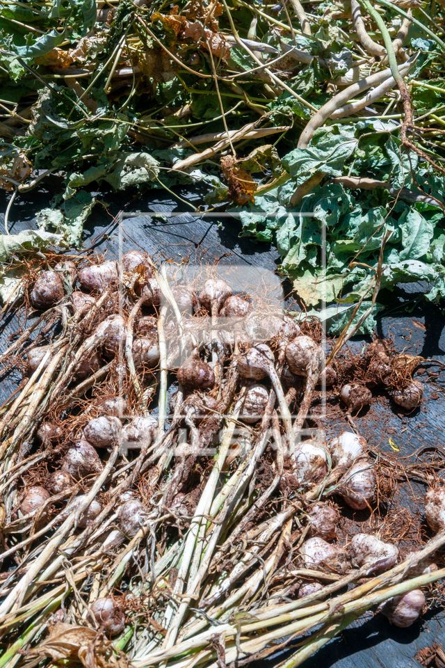 Colheita de cebolinha-verde ou cebola ciganinha plantada no sistema agroflorestal - Assentamento Sepé Tiaraju