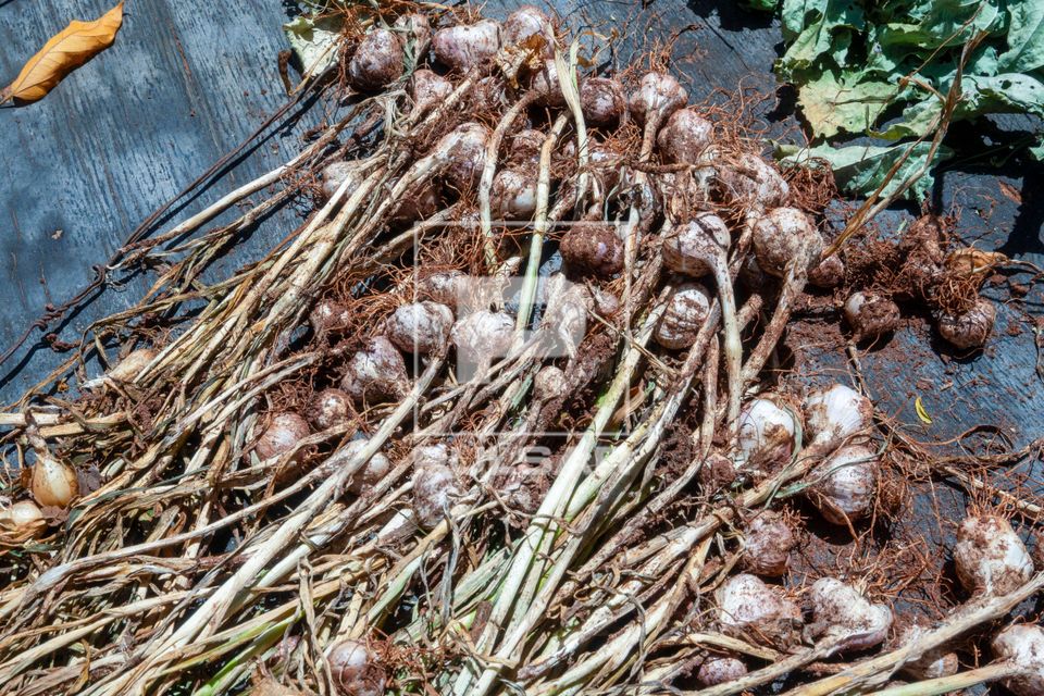 Colheita de cebolinha-verde ou cebola ciganinha plantada no sistema agroflorestal - Assentamento Sepé Tiaraju