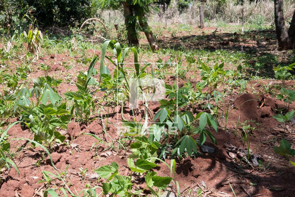 Plantação de mandioca e milho no sistema agroflorestal - Assentamento Sepé Tiaraju