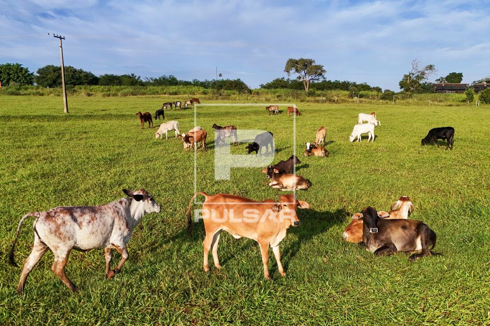 Vista de drone de gado gir no pasto