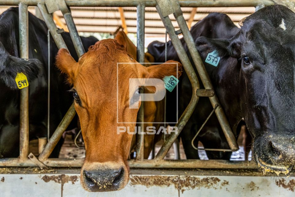 Gado leiteiro confinado em fazenda 