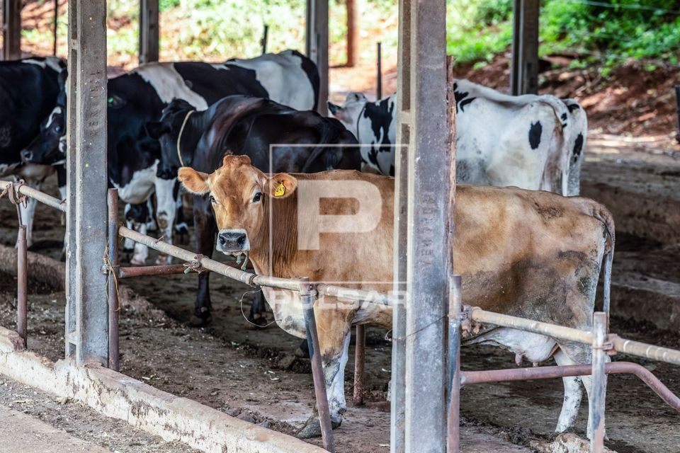 Gado leiteiro em fazenda leiteira