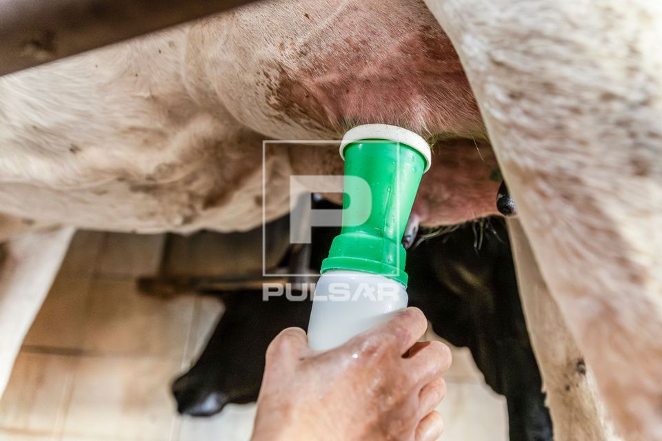 Pré-dipping - processo de limpeza na teta antes da ordenha em fazenda leiteira