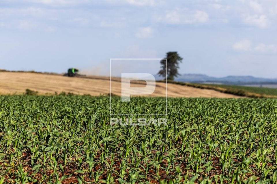 Plantação de milho safrinha no primeiro plano - caminhão graneleiro e ao fundo colheita mecanizada de soja 