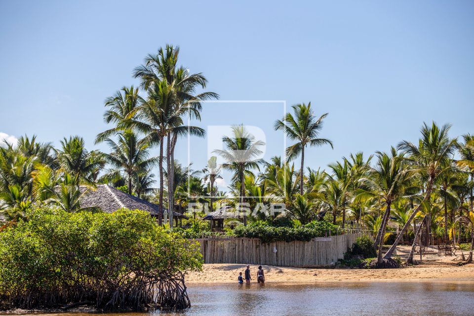 Coqueiros na Praia dos Nativos - distrito de Trancoso