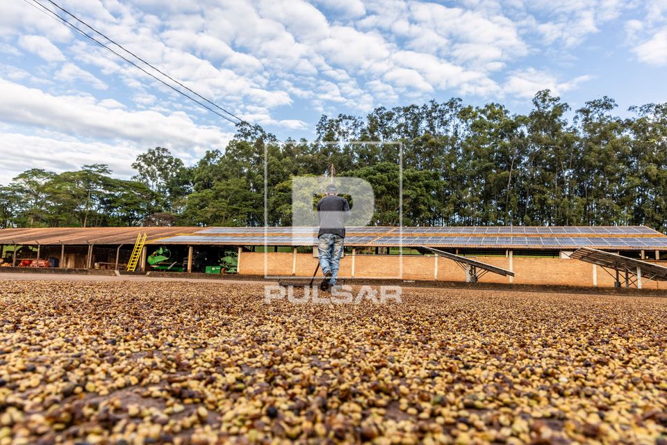Trabalhador rural revirando grãos de café no terreiro de secagem - placas solares ao fundo