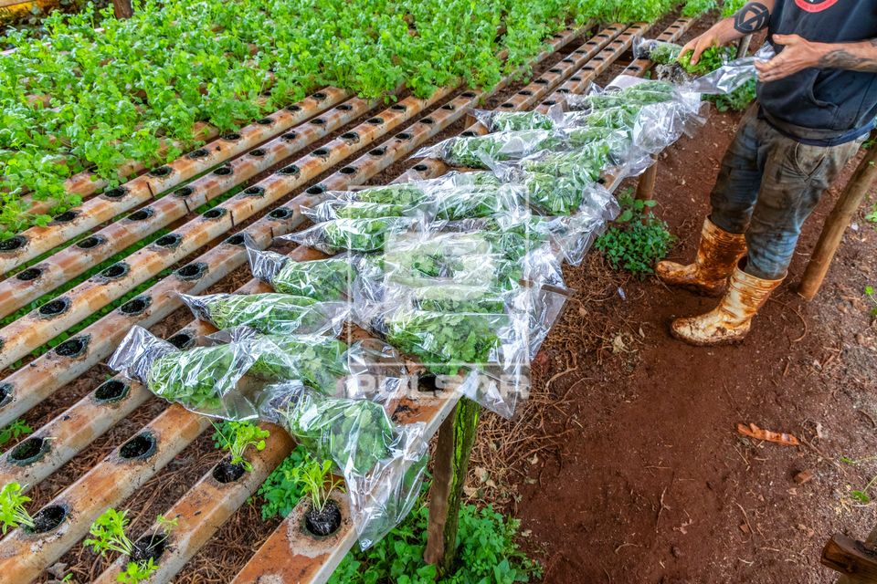 Coentro sendo embalado por plásticos para distribuição - sistema hidropônico 