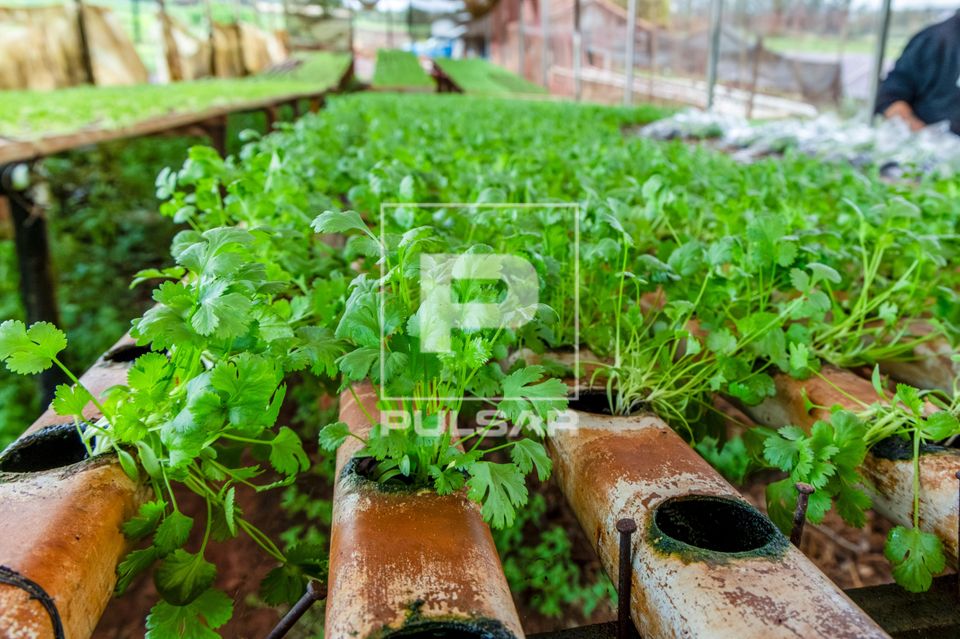 Plantação de coentro no sistema hidropônico 