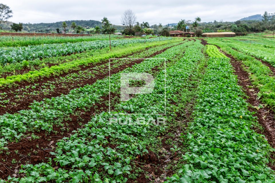Plantação de rabanete em propriedade dedicada a olericultura