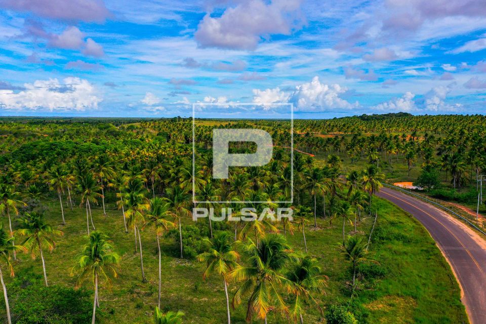 Vista de drone de coqueiral nas margens da Rodovia SE-285