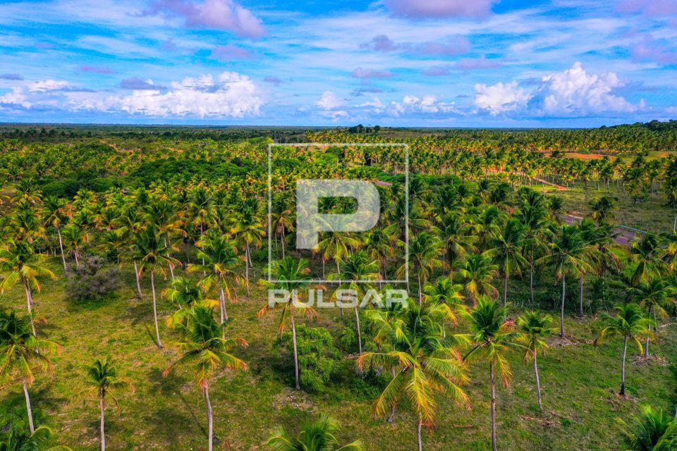 Vista de drone de coqueiral