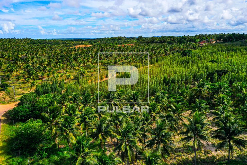 Vista de drone de coqueiral
