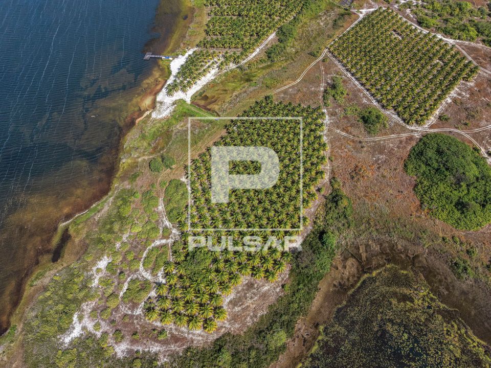Vista de drone de coqueiral na margem da Lagoa das Almecegas
