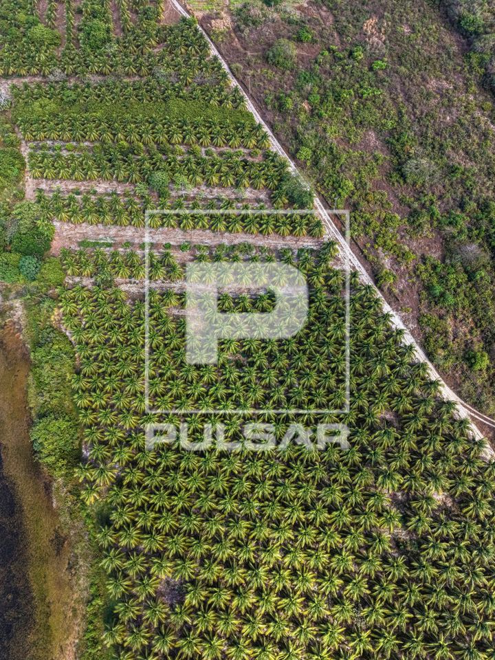 Vista de drone de coqueiral 