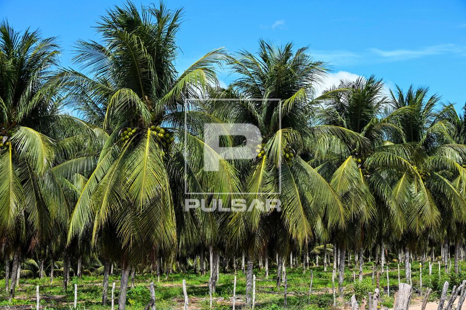 Coqueiral 