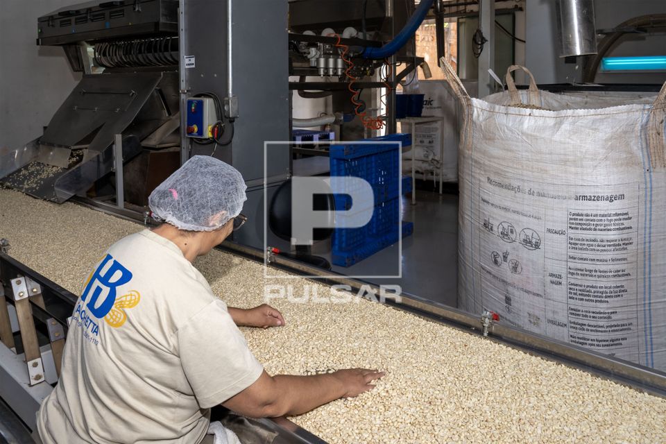 Beneficiamento de amendoim sem pele