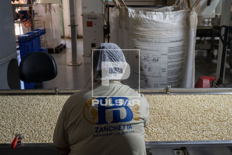 Beneficiamento de amendoim sem pele