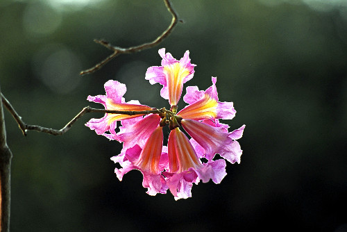 ipê de flor roxa | Pulsar Imagens | Banco imagens do Brasil