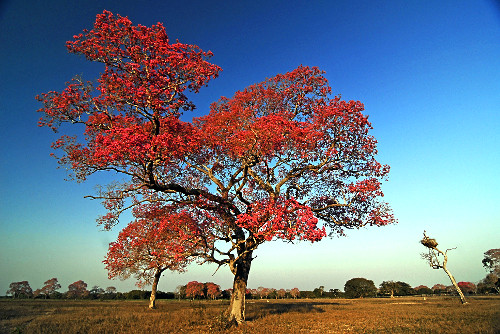 ipê de flor roxa | Pulsar Imagens | Banco imagens do Brasil
