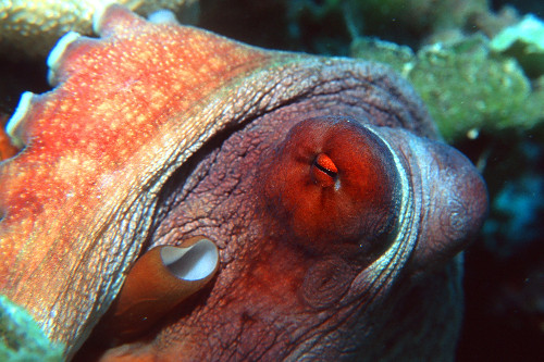 octopus cyanea | Pulsar Imagens | Banco imagens do Brasil