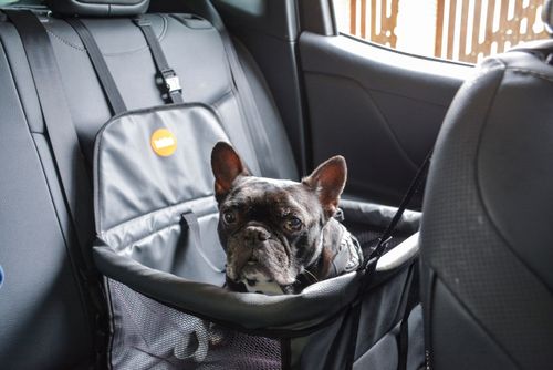 Cachorro da raça buldogue francês em cestinho de segurança no banco traseiro de veículo
