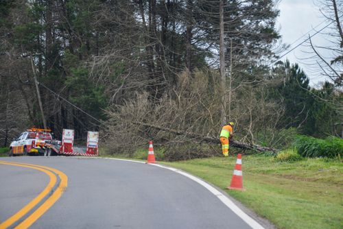 Árvore caída sobre a rede elétrica e trabalhador realizando a remoção na margem da Rodovia Bunjiro Nakao
