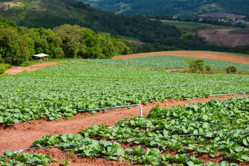 Plantação de couve irrigada por gotejamento