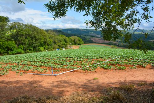 Plantação de couve irrigada por gotejamento