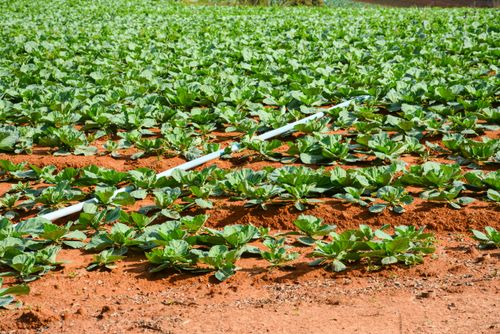 Plantação de couve irrigada por gotejamento