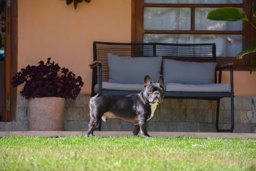 Cachorro da raça buldogue francês na grama