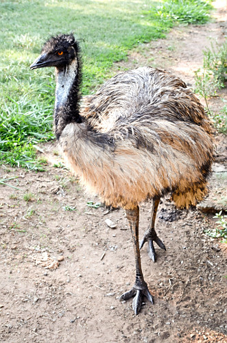 Emu