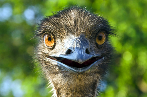 Detalhe de emu