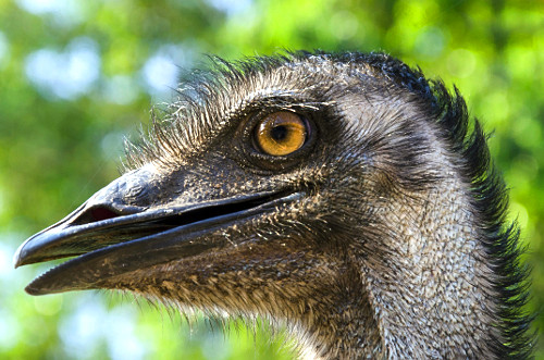 Detalhe de emu