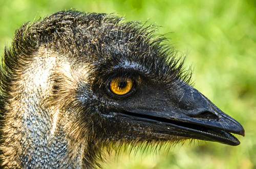 Detalhe de emu