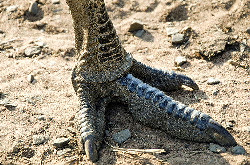 Detalhe de pata de emu
