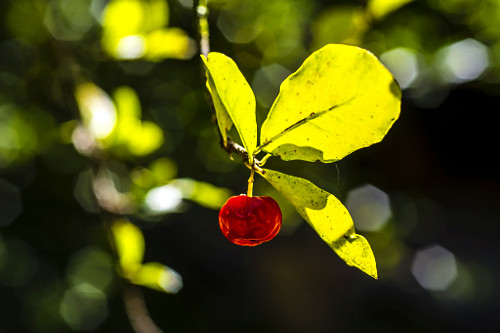 Detalhe de acerola - também denominada cerejeira-das-antilhas , cerejeira-do-pará e ginjeira-da-jamaica -