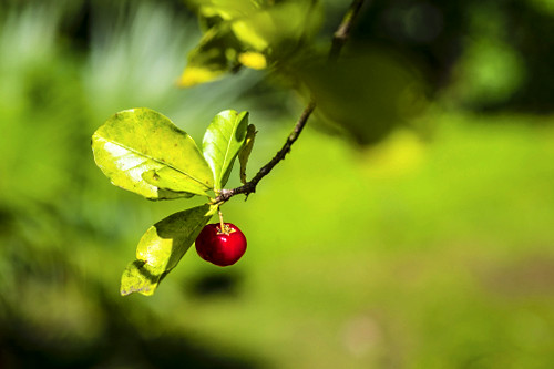 Detalhe do fruto acerola - também denominado cerejeira-das-antilhas , cerejeira-do-pará e ginjeira-da-jamaic