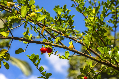 Detalhe do frutos de acerola - também denominados cerejeira-das-antilhas , cerejeira-do-pará e ginjeira-da-j