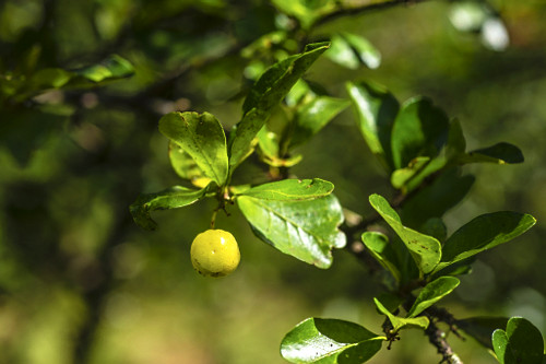 Detalhe de acerola ainda verde - também denominada cerejeira-das-antilhas , cerejeira-do-pará e ginjeira-da-