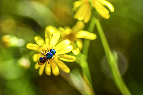 Abelha azul sobre flor - 