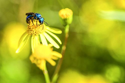 Detalhe de abelha azul polinizando flor - 