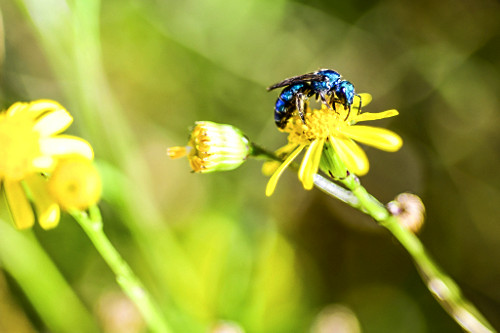 Abelha azul polinizando flor - 