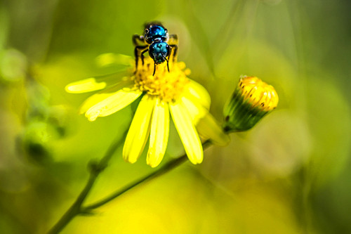 Detalhe de abelha azul polinizando flor - 