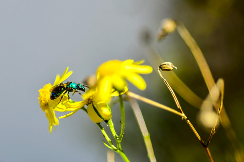 Abelha azul polinizando flor - 