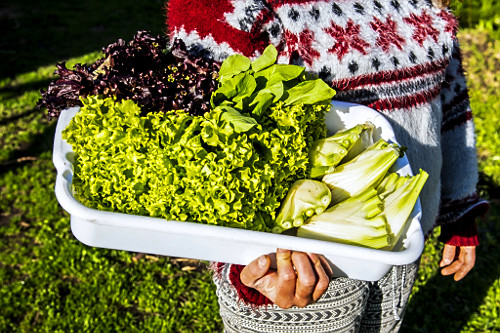 Detalhe da colheita de verduras orgânicas em sítio do bairro Lami - Caminhos Rurais