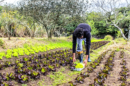 Colheita manual de verduras orgânicas em sítio do bairro Lami - Caminhos Rurais